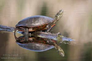 Western Painted Turtle sunning. by Richard Goluch 